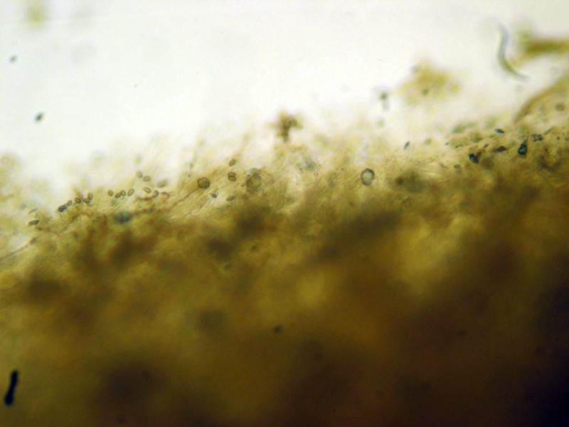 Cortinarius da determinare